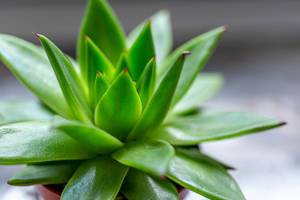 Succulent Echeveria - houseplant close-up