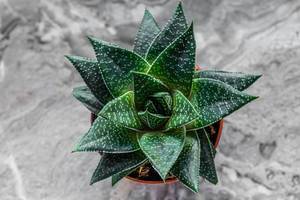 Succulent Haworthia on a gray background. Top view (Flip 2019)