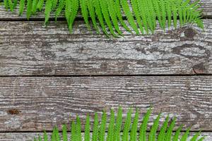 Summer background on gray boards with green fern leaves (Flip 2019)