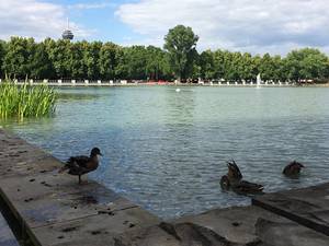 Summer Photo of Aachener Weiher Pond with Ducks in Cologne, Germany
