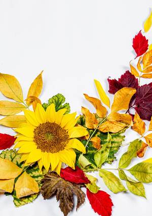 Sunflower and colorful autumn dry leaves