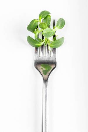 Sunflower microgreen on a fork. Diet and healthy eating concept