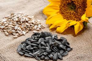 Sunflower seeds peeled and in-shell with a fresh sunflower on burlap