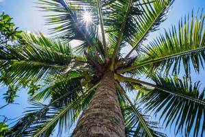 Sunlight peeking through coconut leaves (Flip 2019)