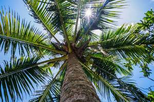 Sunlight peeking through coconut leaves