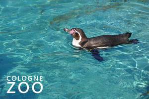 Swimming Penguin in a blue pool with the picture title "Cologne Zoo"