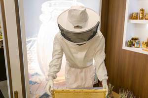 Symbolic picture of honey preparation and apiculture: beekeeper in protective suit at the beehive to harvest honey