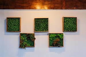 Symmetrical plant frames hanged on white wall