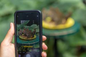 Taking photos of feeding butterflies with a phone