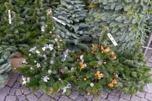 Tannen für Weihnachtsbäume und bereits geschmückte Christbäume im Straßenverkauf