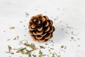 Tannenzapfen / Brown pine cone
