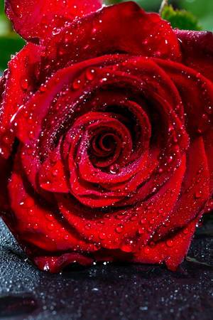 Tautropfen auf der Blüte einer roten Rose