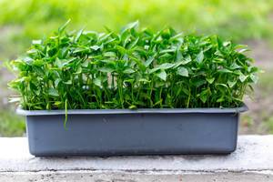 The container with the seedlings of sweet pepper