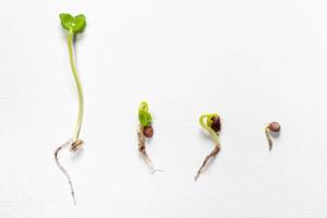 The process of the growth of radish from seed to sprout on white background (Flip 2019)