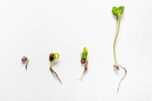 The process of the growth of radish from seed to sprout on white background