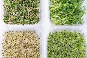 The view from the top micro greens onions, alfalfa, radish and peas. The concept of healthy food (Flip 2019)