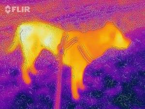 Thermal image of a dog - FLIR infrared camera / iPhone
