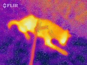 Thermal image of a dog lying in grass - FLIR infrared camera / iPhone