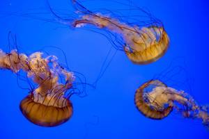 Three orange jellyfish swimming in the water
