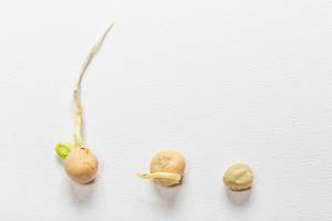 Three pea seeds on a white background. The concept of growth (Flip 2019)
