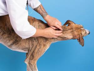 Tierarzt untersucht einen Spanischen Windhund im blauen Hintergrund