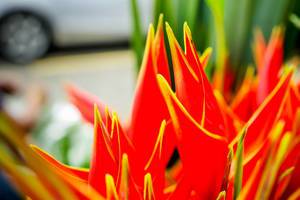 Tips of heliconia tropical flowers