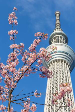 Tokyo Skytree with Sakura