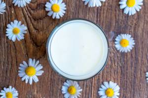 Top view of a glass of milk and chamomile flowers on a brown wooden background