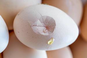 Top view of chicken egg with broken shell