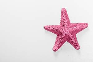 Top view of purple starfish on a white background