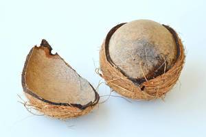 Top View Photo of opened Coconut on White Background