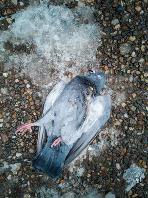 Tote Taube liegt im Winter auf Boden neben kleiner Schneefläche