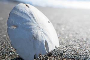 Toter Sanddollar auf dem Strand