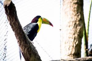 Toucan perched on a branch