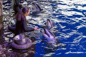 Trainerin füttert ein Weißstreifendelfin im Shedd Aquarium