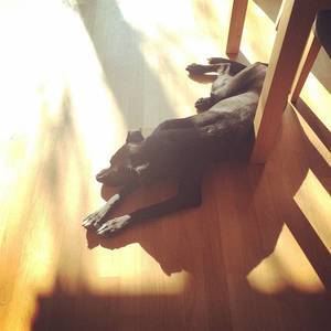Treuster Freund der Welt. ?☀️#intothesun #summer #sun #picoftheday #instapic #happy #sleepy #puppy #laboftheday #lab #shadow