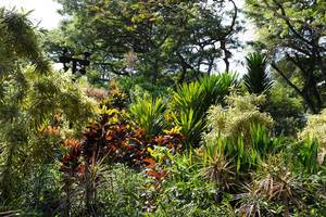 Tropischer Garten in Singapur