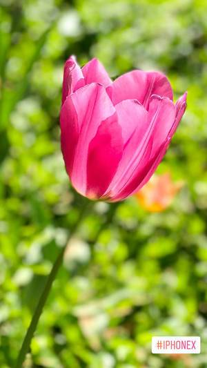 Tulpe fotografiert mit iPhone X. Unscharfer Hintergrund