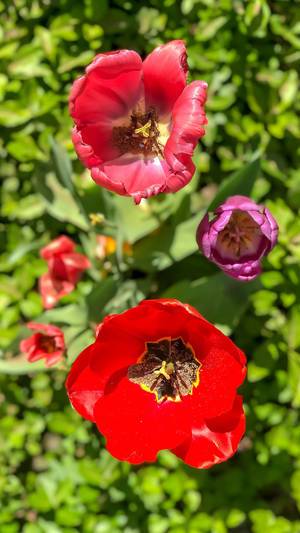 Tulpen verschiedener Farben von oben fotografiert