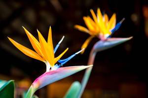 Two bird of paradise flowers