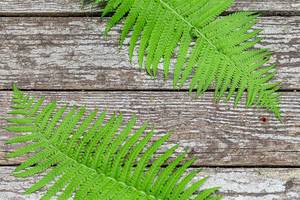 Two fern leaves on a grey wooden background (Flip 2019)