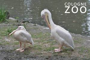Two pelicans stand on a meadow next to the water, next to the picture title "Cologne Zoo"