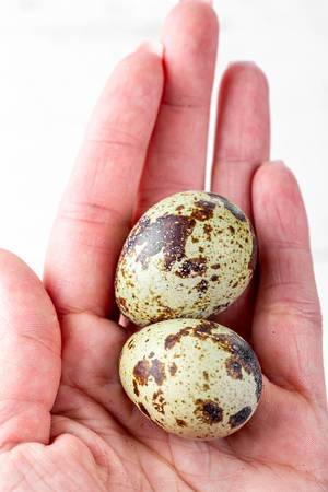 Two quail eggs in hand