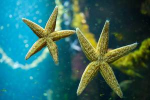 Underside of ocean starfish (Flip 2019)