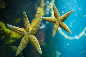 Underside of ocean starfish