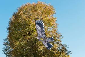 Untersicht eines Adler Drachen vor Herbstbaum
