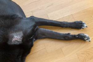 Verletzter Hund hat eine Wunde und liegt erschöpft auf dem Fußboden