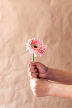 Vertical image of hands holding a pink daisy flower