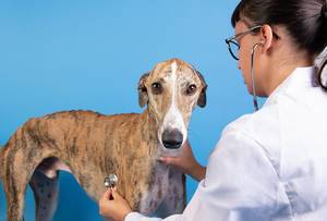 Veterinärin untersucht einen Spanischen Windhund im blauen Hintergrund