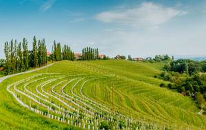 Vineyards in Ljutomer